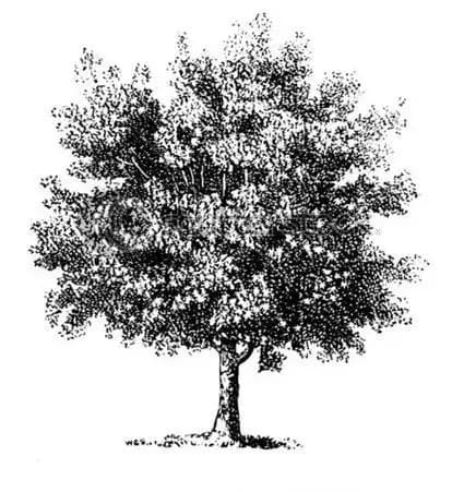 The Beech Tree - 924 Kingston Rd. - Toronto image